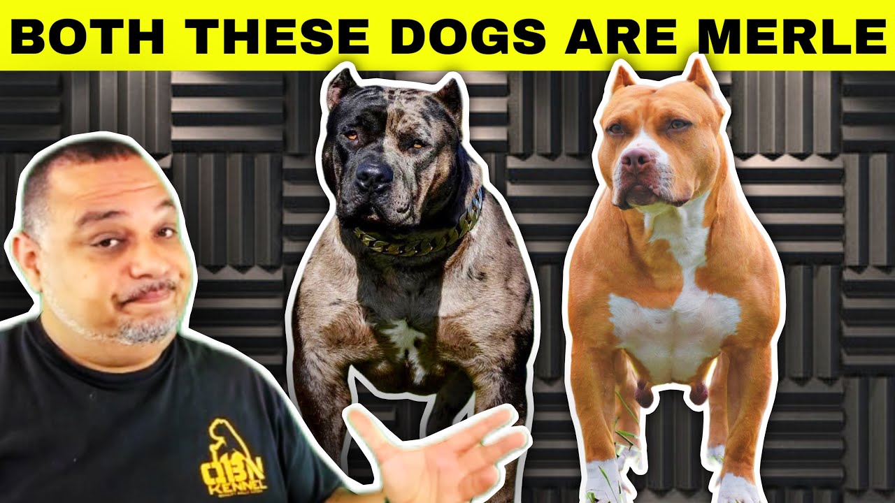 How To Breed Merles | American bully