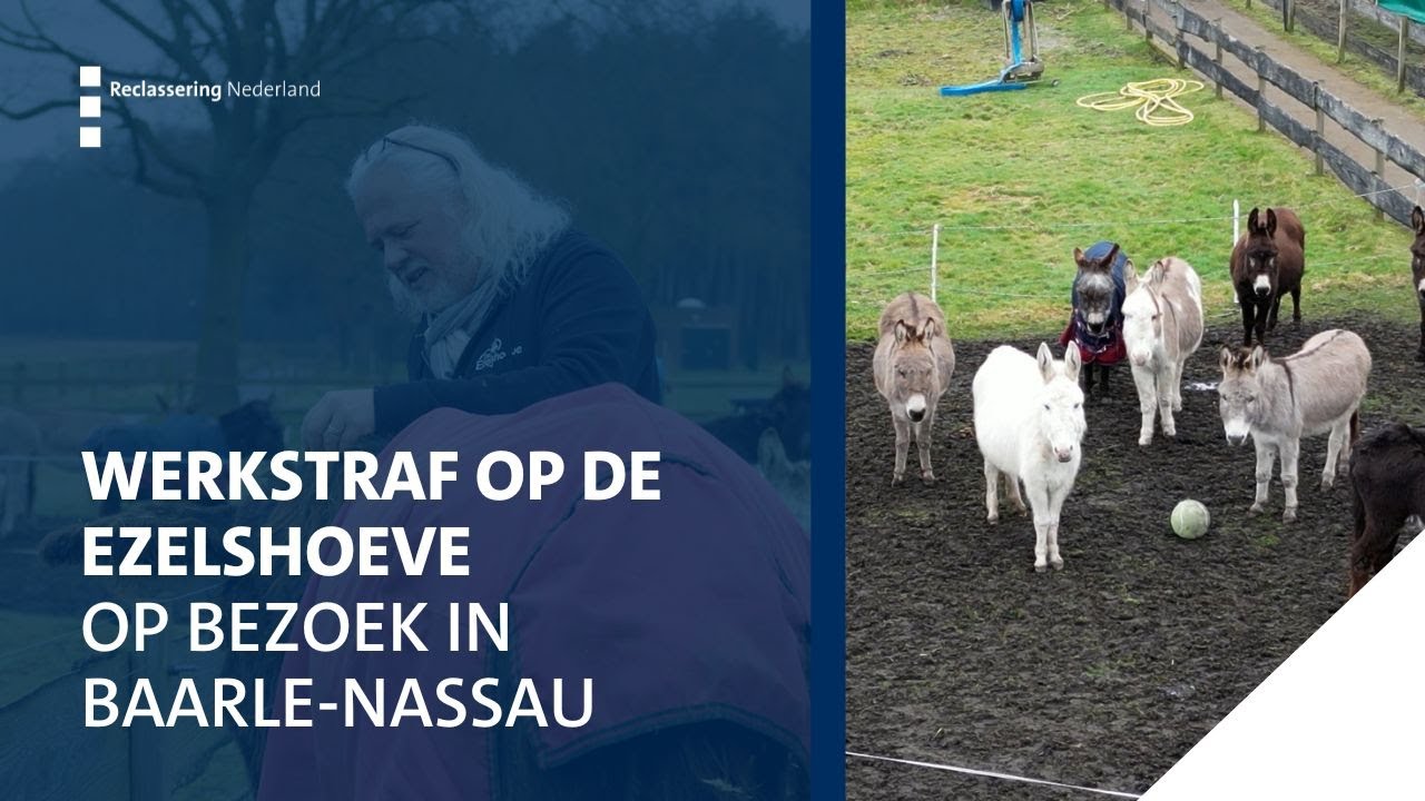 Werkstraf tussen de ezels op De Ezelshoeve