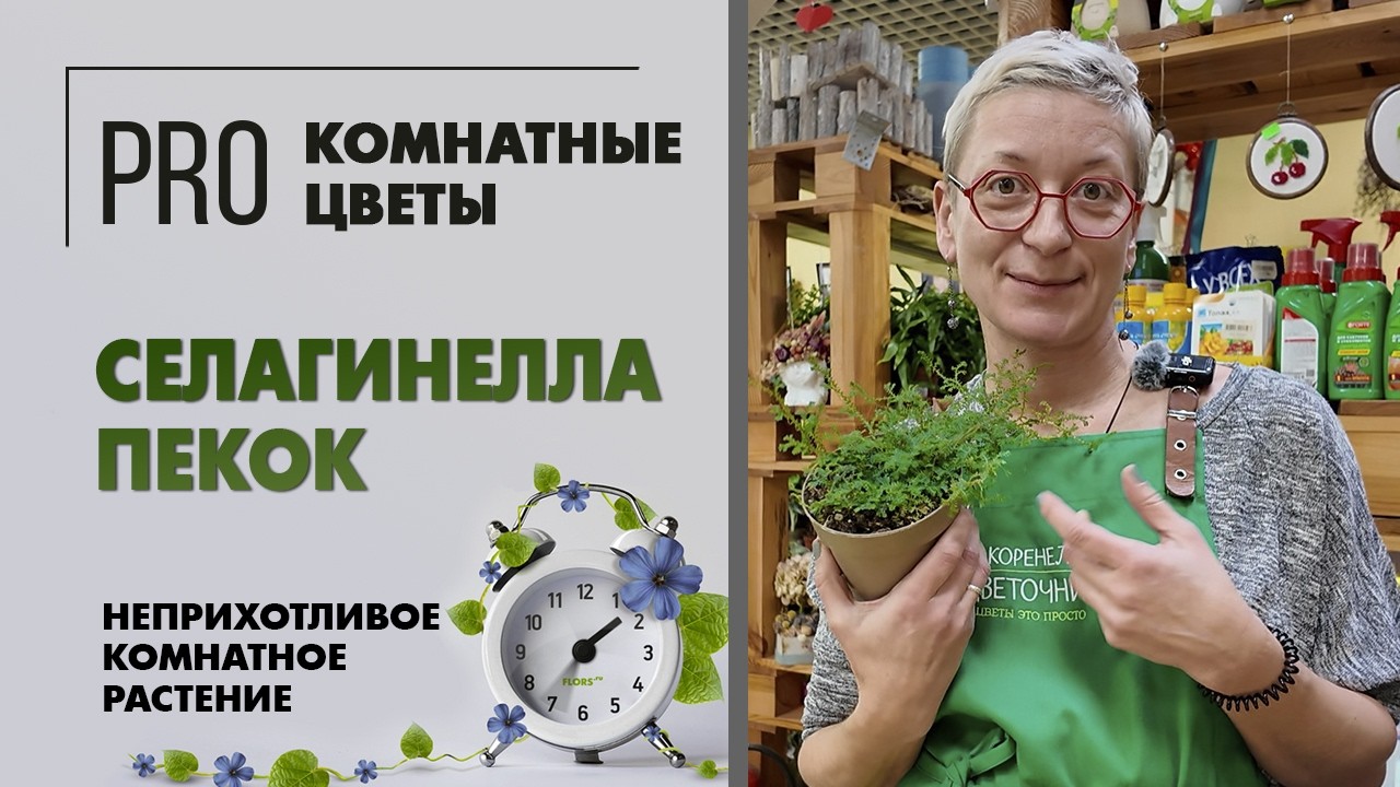 Селагинелла Пекок - неприхотливое почвопокровное комнатное растение. Уход, полив, пересадка.