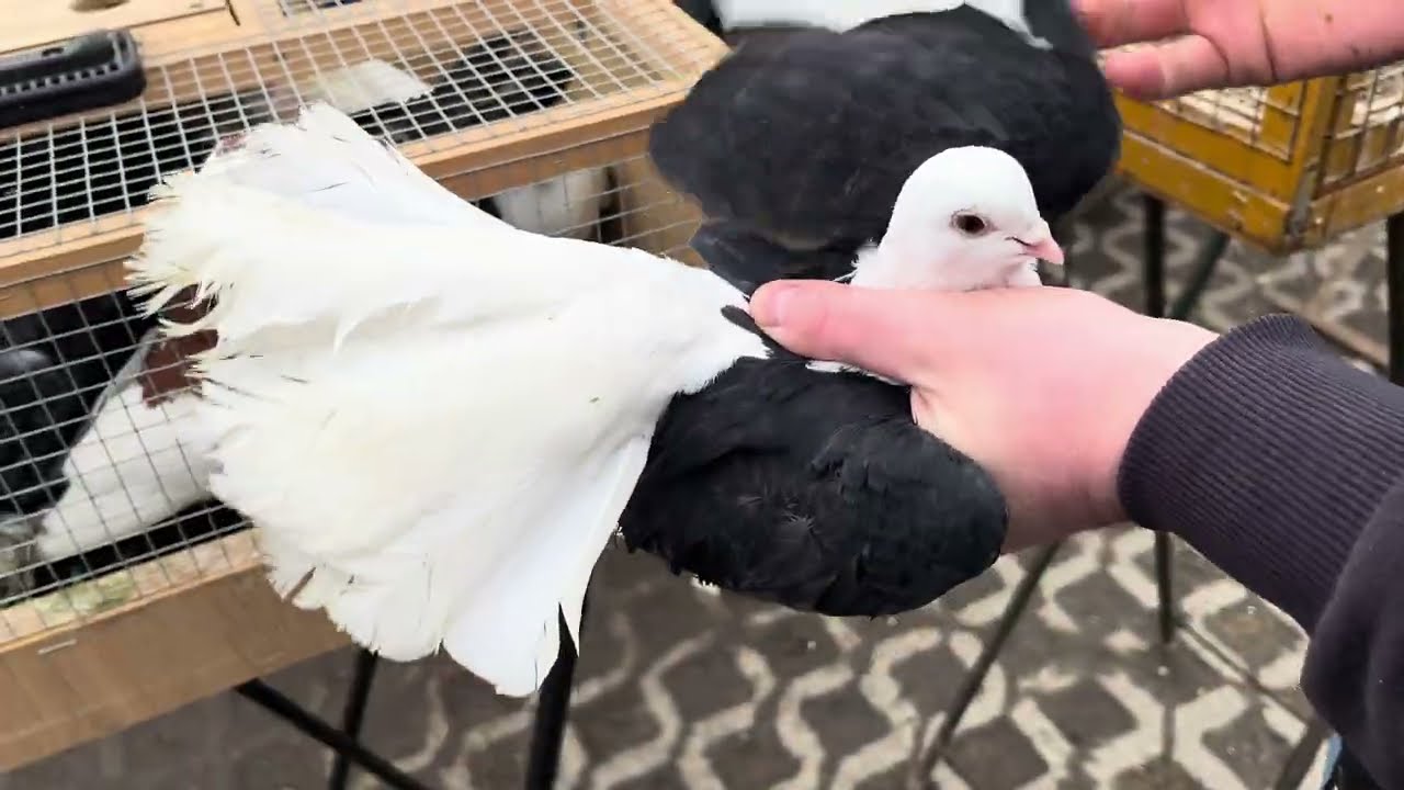 Rynek targ Wysokie Mazowiecki 02/03/2024 🕊#gołębie #ptaki #królik #kury #pigeons #market #rabbit