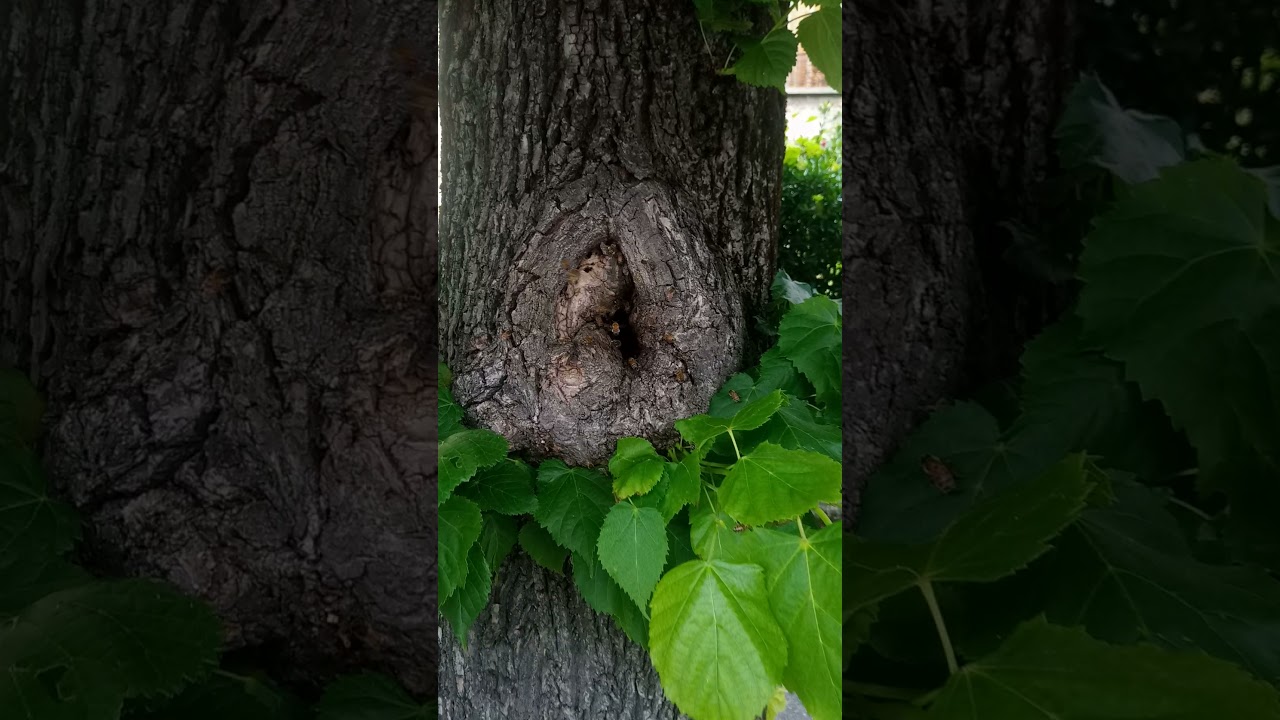 Un essaim dans un arbre creux à Villeneuve-le-Roi, tentative de récupération