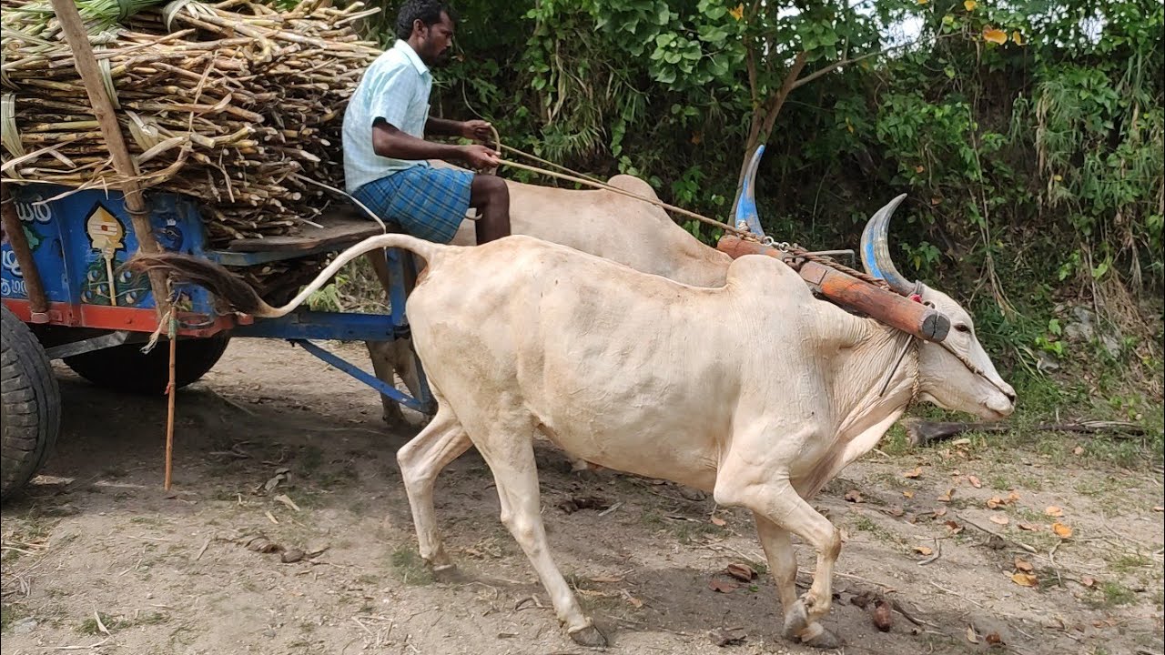 Bullock cart loading heavy sugarcane load | cow videos | Bullockcart in risky  very down place