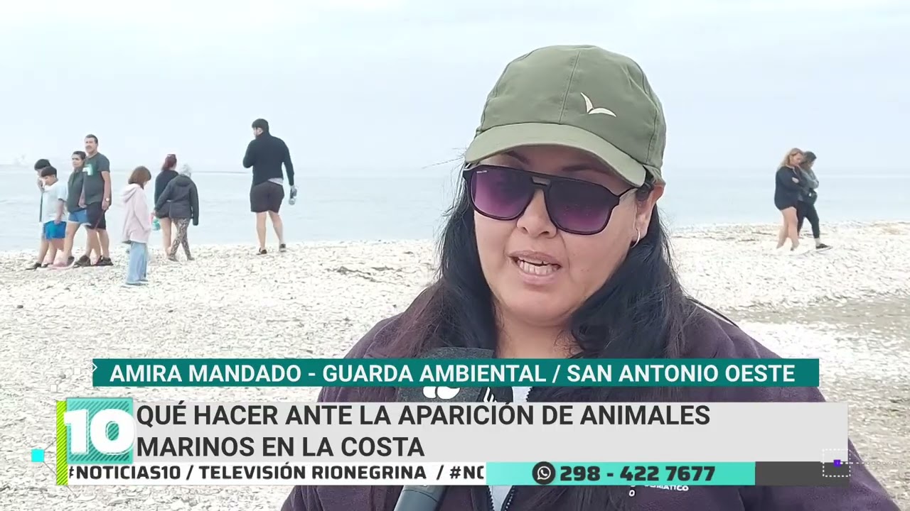 Qué hacer ante la aparición de animales marinos en la costa