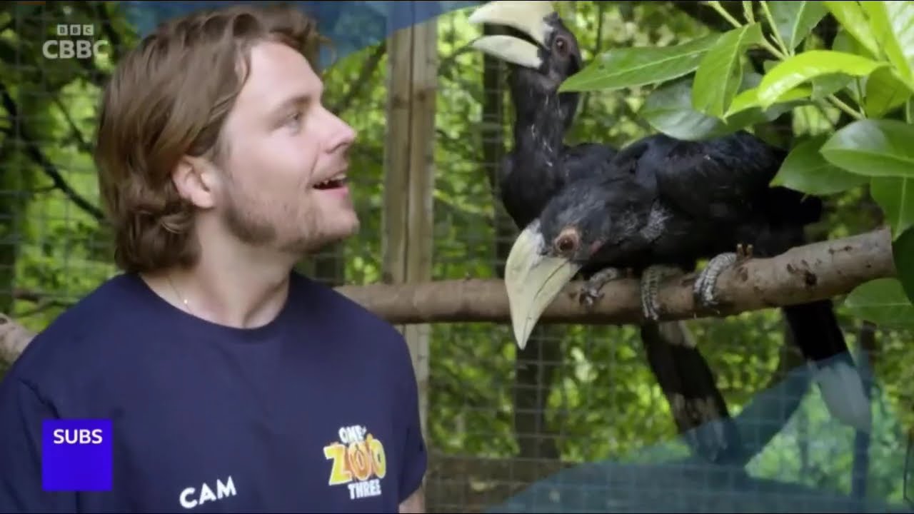 CBBC Continuity - Tuesday 22nd October 2024