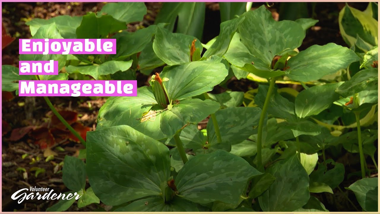 Evolution to a Lower Maintenance Garden | Volunteer Gardener