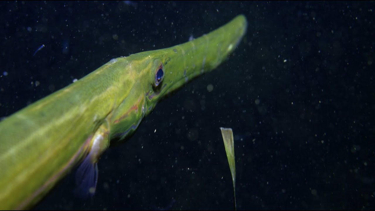 DYC Night Dive - Slemmestad - August 27th 2025