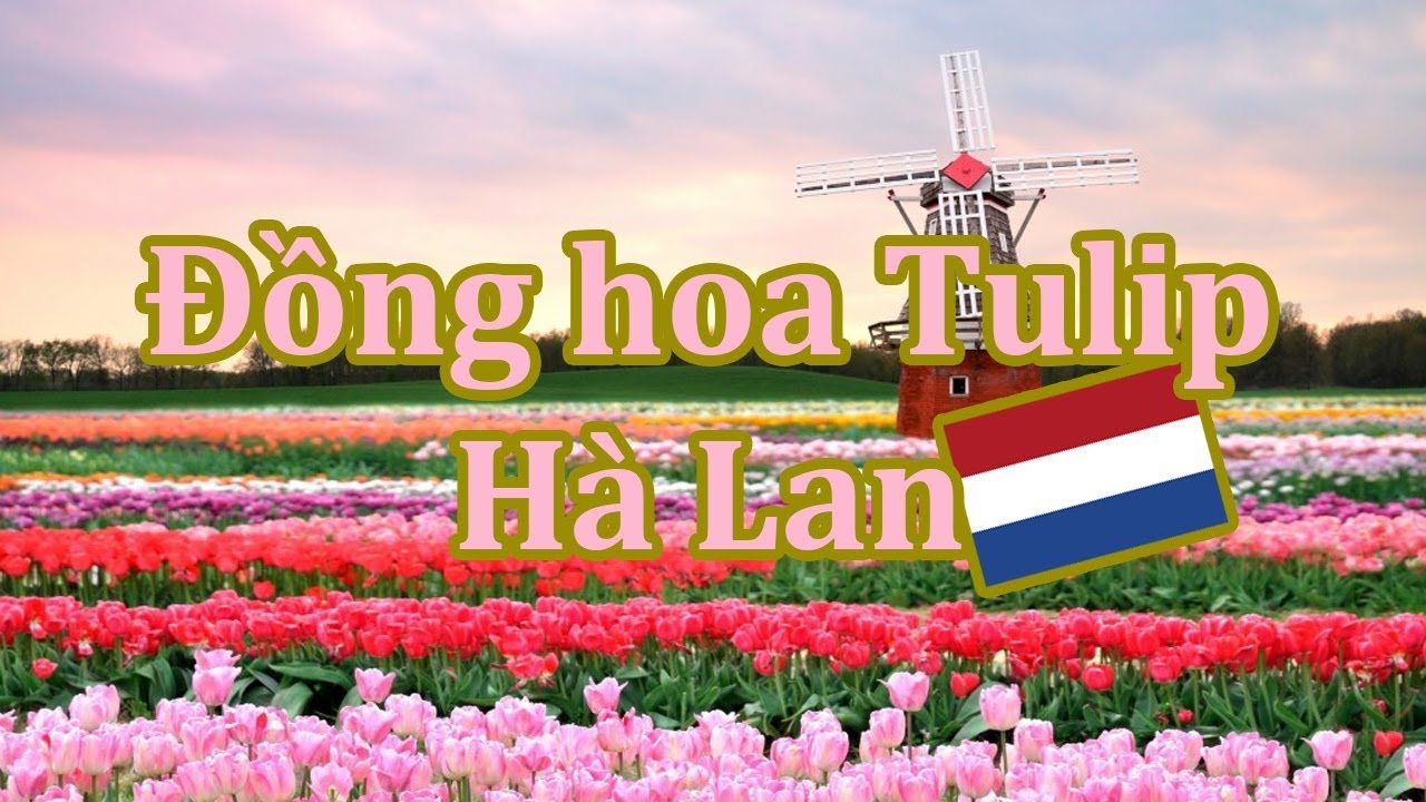 C&aacute;nh đồng hoa Tulip | Du lịch H&agrave; Lan