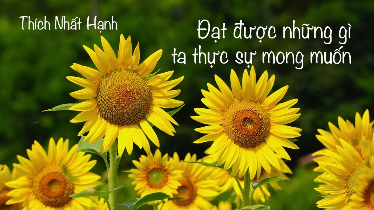 Đạt được những gì ta thực sự mong muốn - Thích Nhất Hạnh - Chương 4 quyển Quyền Lực Đích Thực