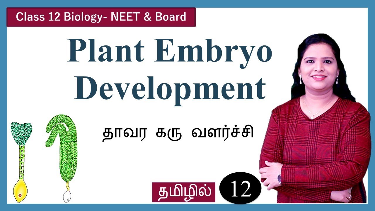 Development of Dicot Embryo in Angiosperms