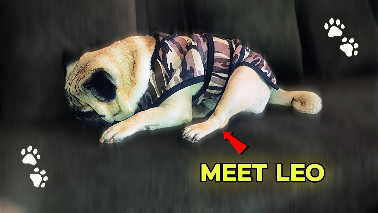 Meet Leo 🐶 | Life with Leo — Our Cute Pug 