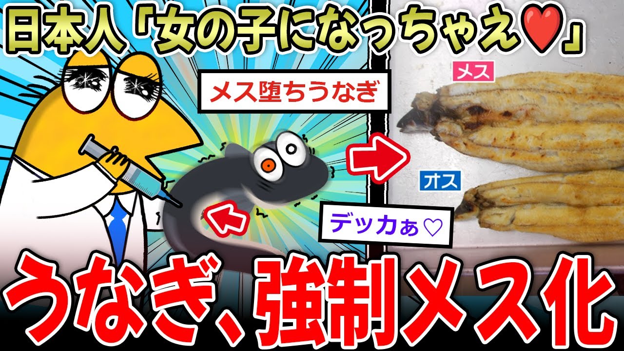 【メス堕ち】うなぎ「女の子になっちゃう！」→日本人、うなぎを強制的にメスにしてしまう…【2ch面白いスレ】