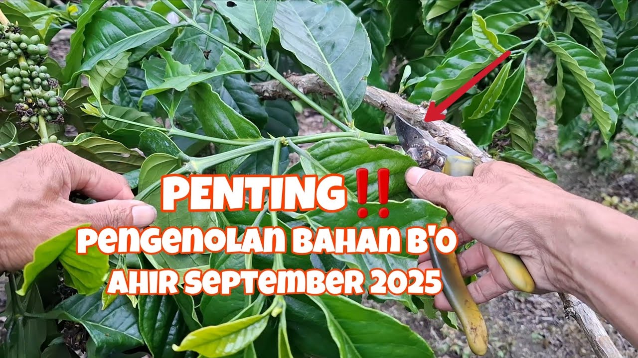 Cara pengenolan bahan b0 kopi sambung di ahir september 2025