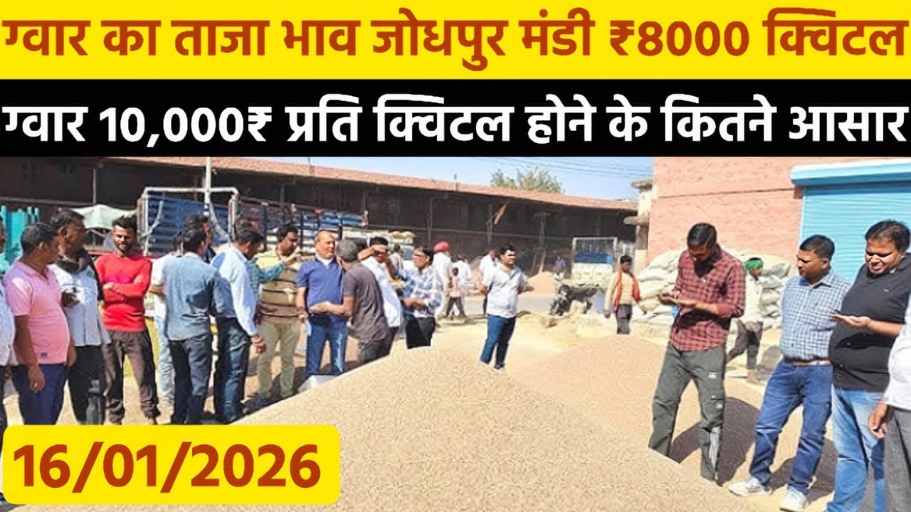 जोधपुर मंडी ग्वार का ताजा भाव | ग्वार के 10000₹ प्रति क्विंटल के कितने आसार | आज का ताजा ग्वार भाव 