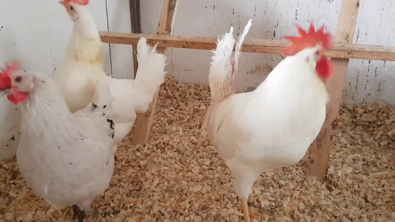 Porządki u Kur / Pokaz hodowli kur ozdobnych i kilku gołębi z nadwyżek hodowlanych