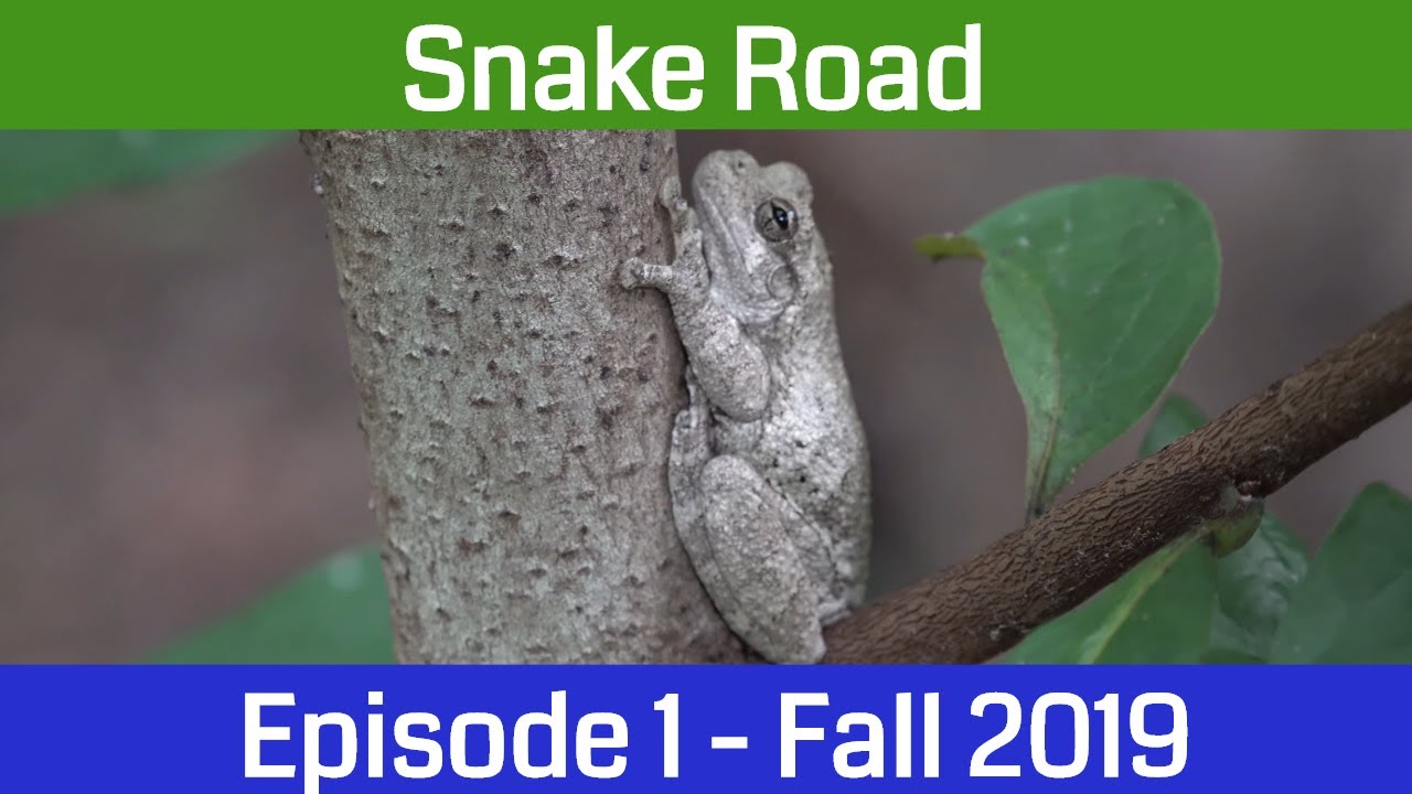 LaRue Pine Hills Snake Road Fall Migration 2019: Episode 1, Season 6