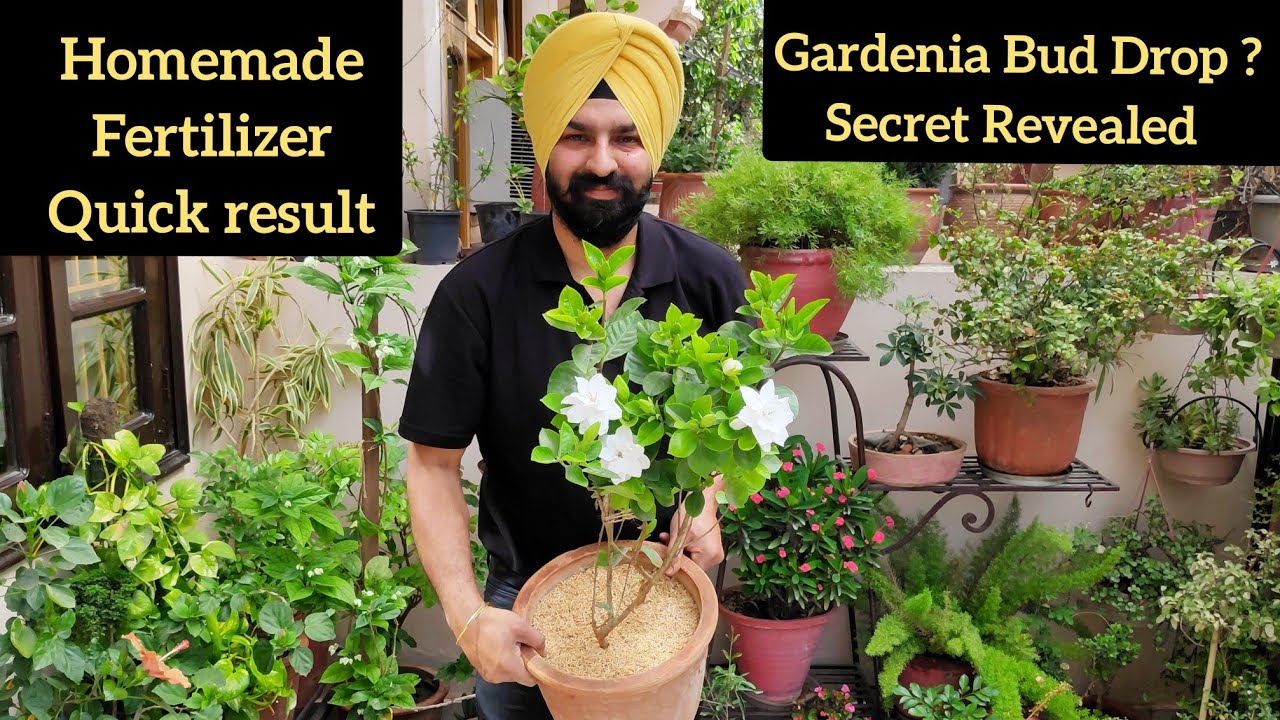 Gardenia plant care n organic fertilizer, गंधराज बस एक बार में ढेरों फूल, Gardenia bud drop solution