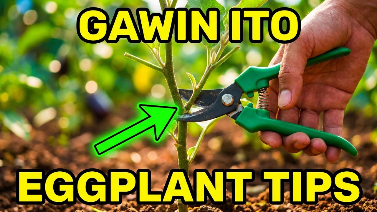Y-PRUNING: PAANO ANG TAMANG PAG-PRUNING NG TALONG #howtopruneeggplant