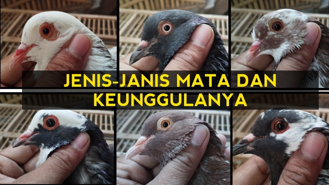 Jenis-Jenis Mata Merpati||Kualitas Mata Dan Keunggulanya