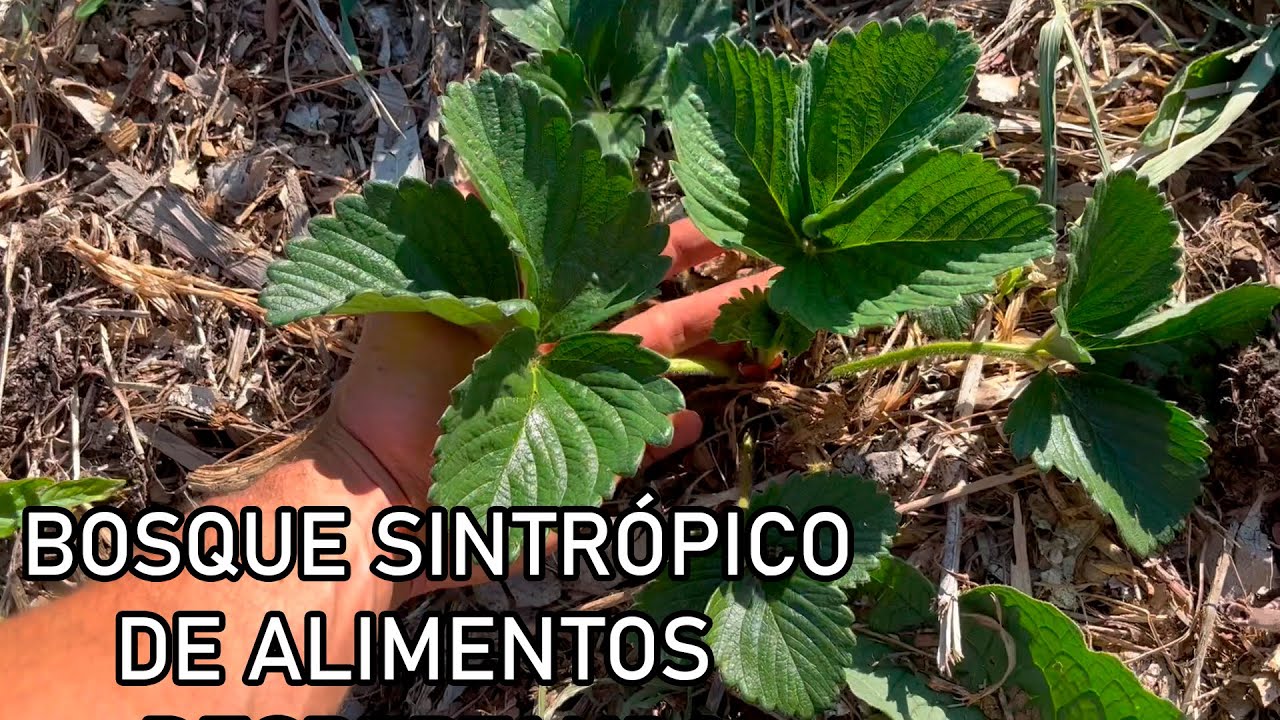BOSQUE sintrópico de ALIMENTOS - 3 meses de su IMPLANTACIÓN