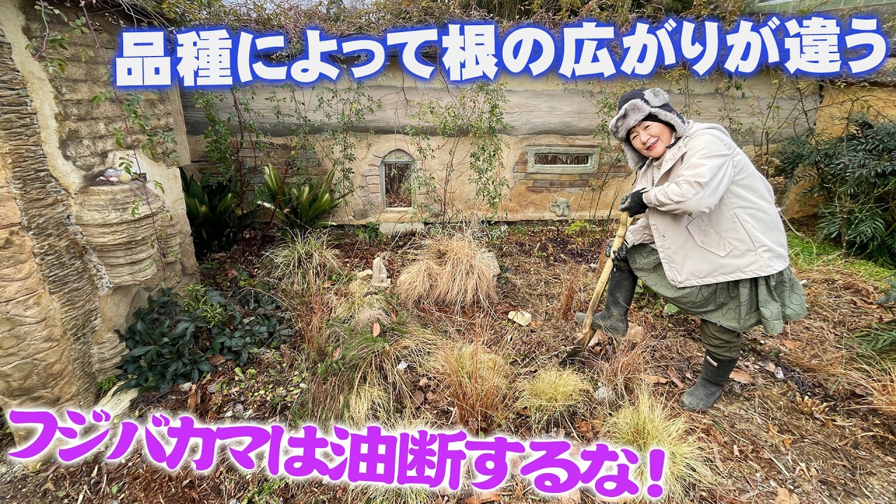 【庭のフジバカマを掘り起こせ】地上部は枯れても根は地中で広がっていく／年に一回は掘り上げて株分け／品種によって根の張りが全然違っていた【花の谷オールドビレッジ】