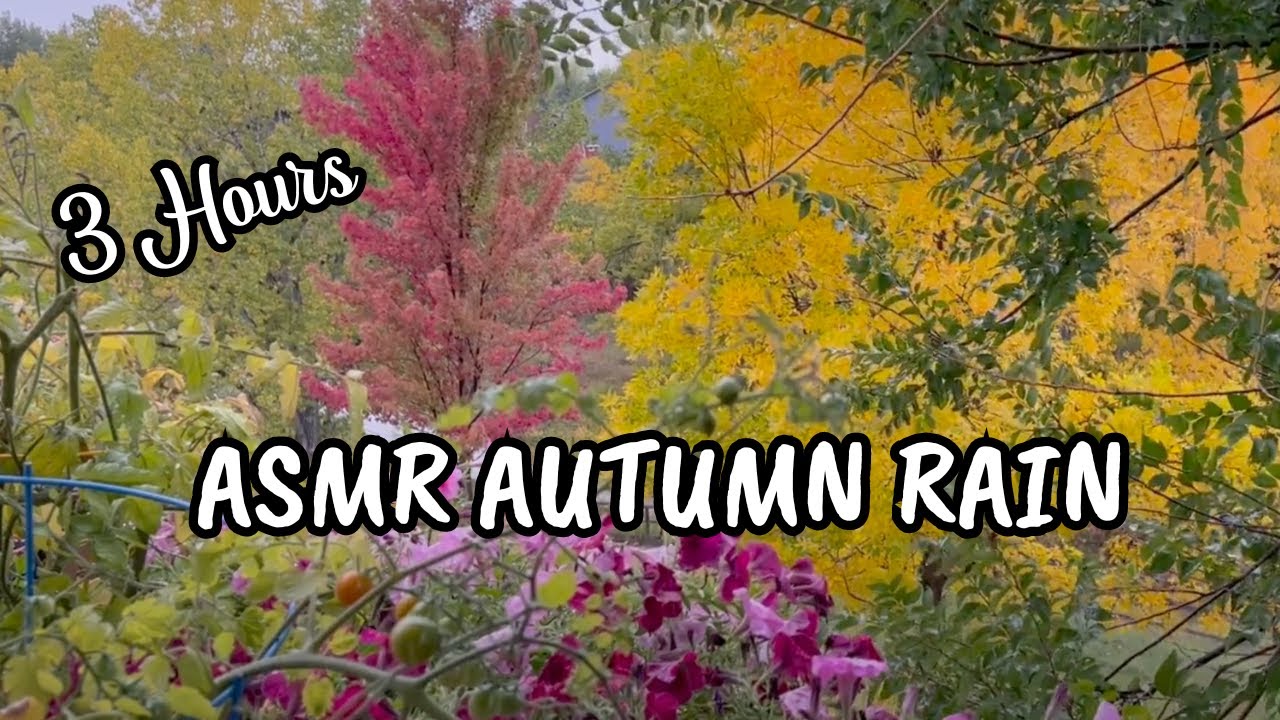 ASMR Autumn Ambiance for Relaxation Unwind with Rain in My Backyard: