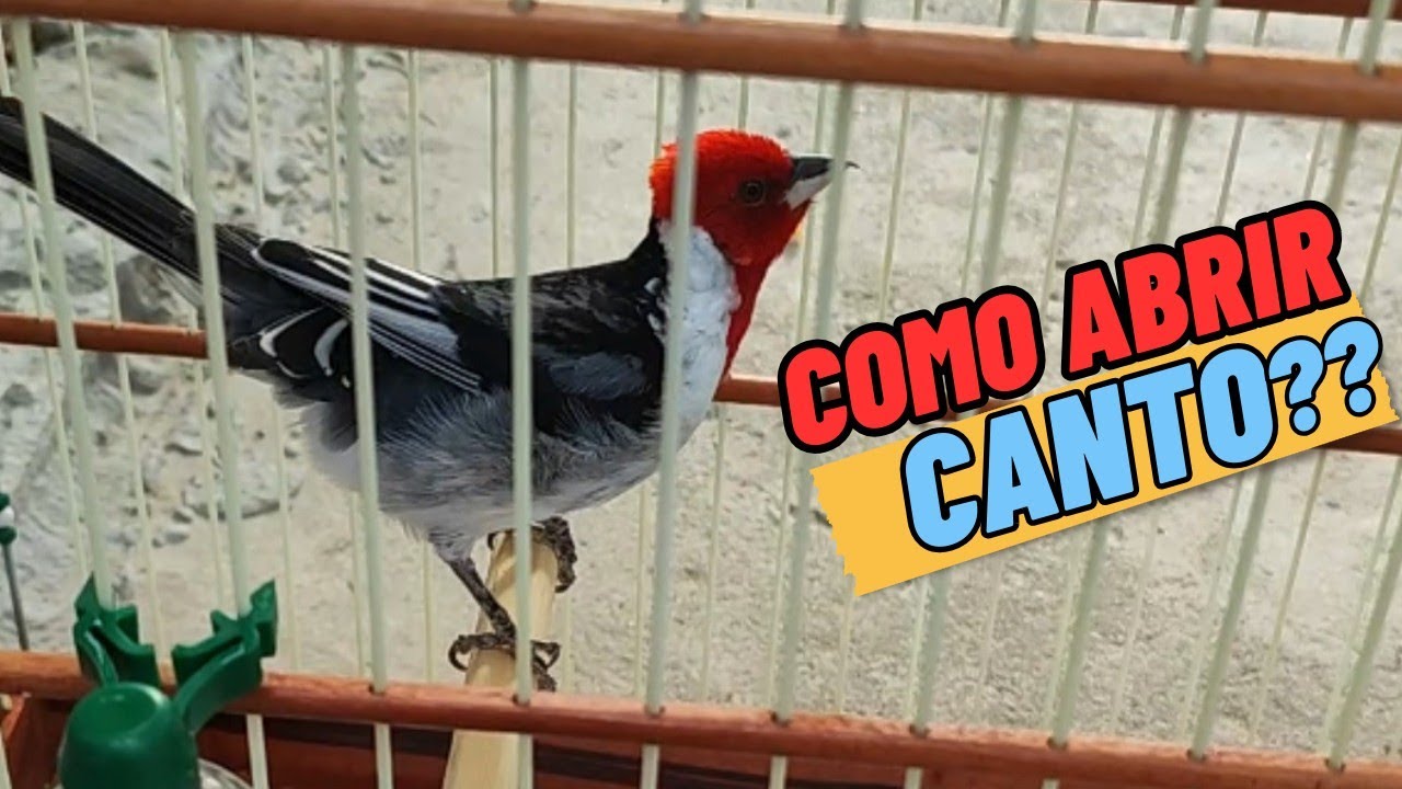 Como abrir canto do galo de campina que só tá chamando muito?
