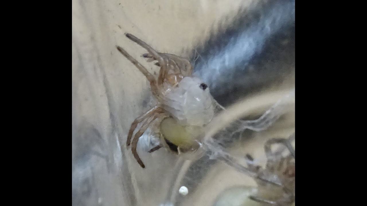 Cosa uso per sessare le migali