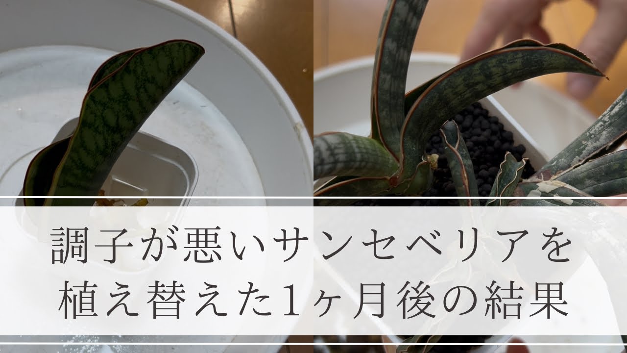 調子が悪いサンセベリアを植え替え調子を取り戻すことができるか！？調子の良いサンセベリアの植え替えもあります^_^