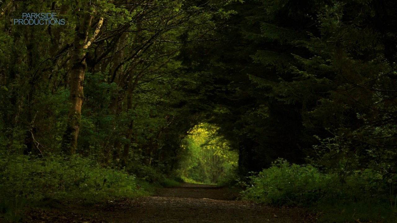 1 Hour Dawn Chorus Bird Song. County Laois, Ireland.
