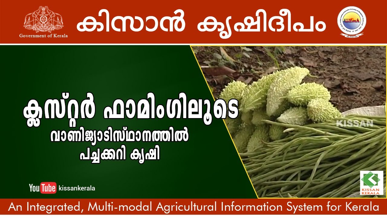 A feature story on the commercial cultivation of vegetables through cluster farming