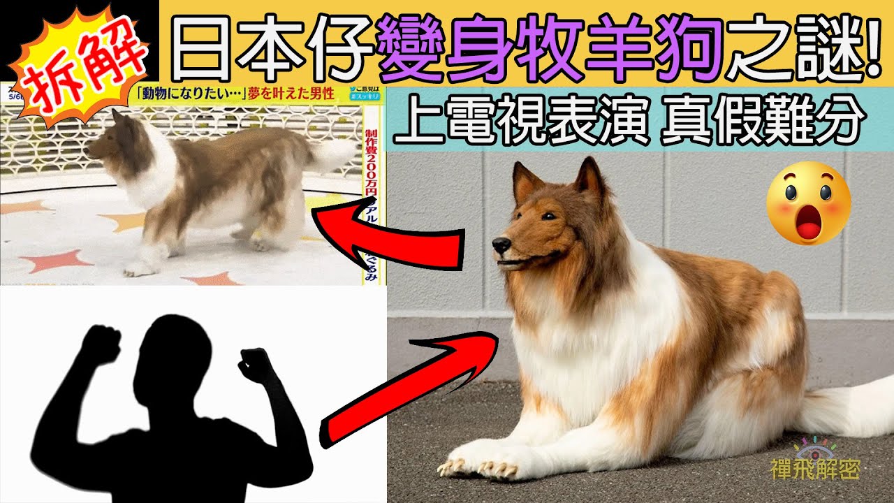 日本仔夢想成真 花200萬日元變身成一隻牧羊狗!更上電視表演狗技 真假難分 獨家拆解  X檔案:猴子頭移植 Ep134  #精濤客串 #牧羊犬 #RoughCollie