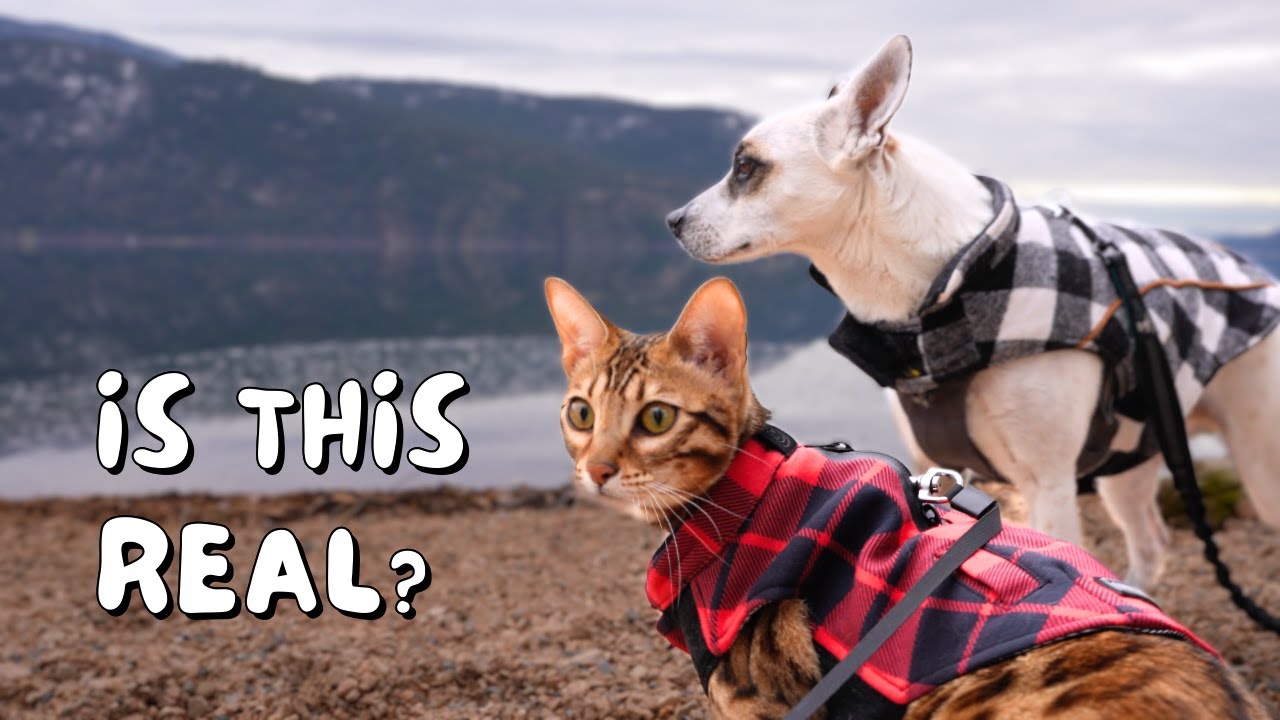 Our Bengal cat goes outside in winter for the first time | Ep 16