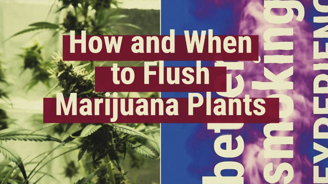 How and when to flush marijuana plants [Educational]