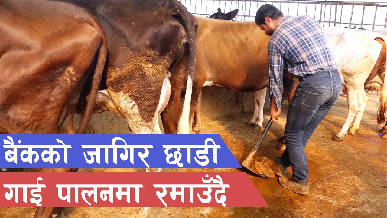 मधेश प्रदेशकै आधुनिक गाई फार्म || Cow Farming in Nepal ||