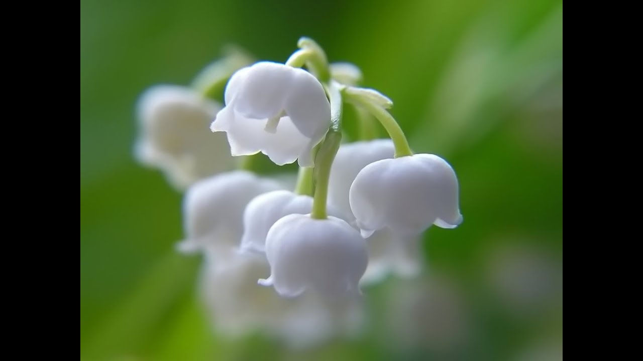 Piibelehemaa
