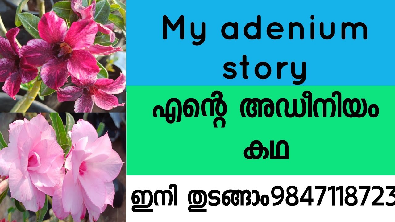 HOW TO GROW ADENIUM/ MY ADENIUM STORY