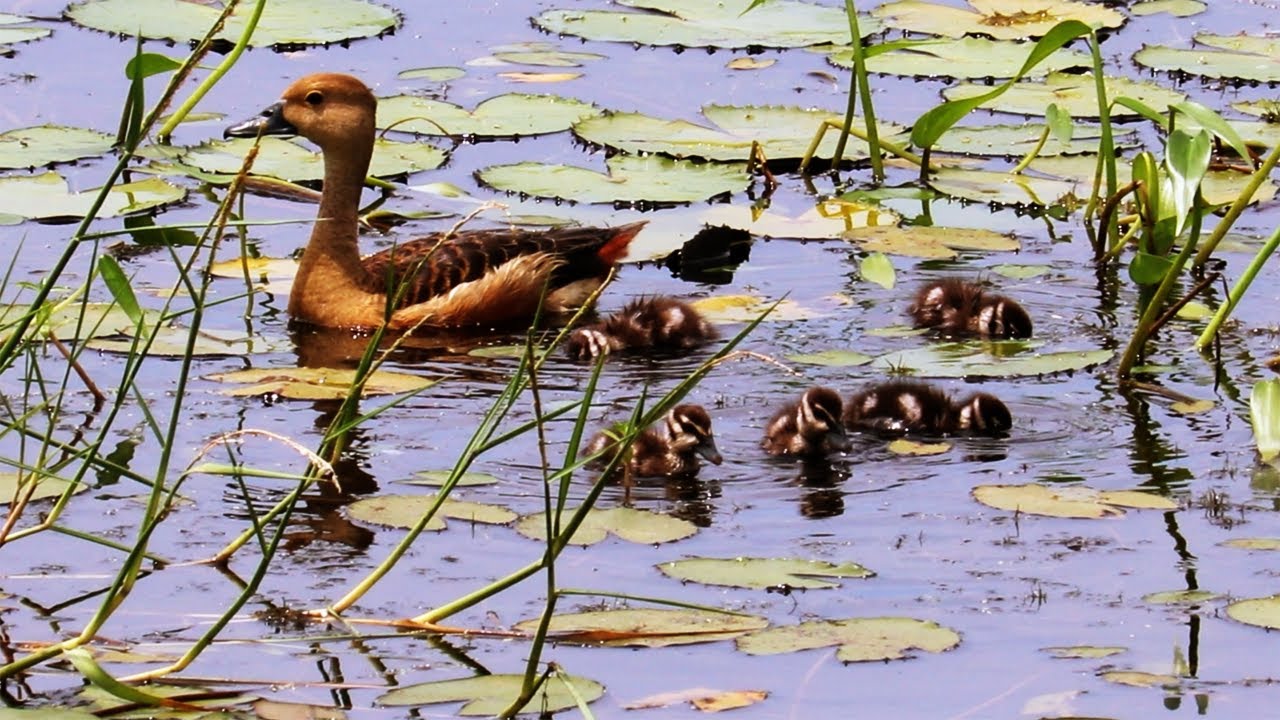 Beautiful Pair of Whistling Ducks and Ducklings.