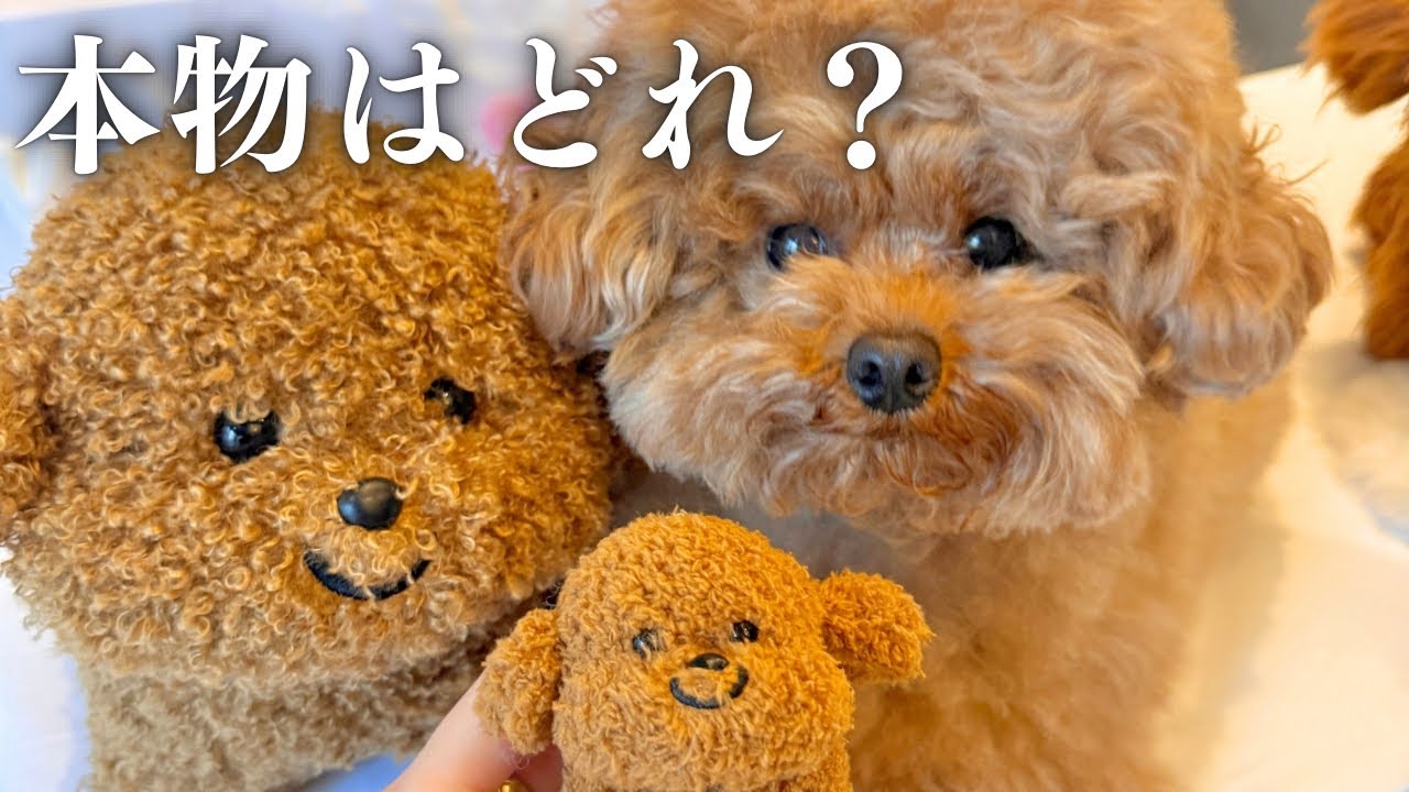 【第二弾】むぎのぬいぐるみ制作！本物とサンプル比べてみた