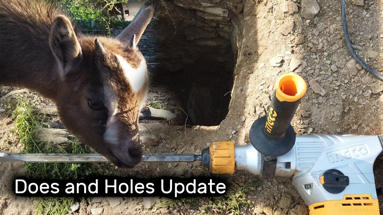 Homestead Safety, Goat Does, Rotary Hammers and Holes ... random day again
