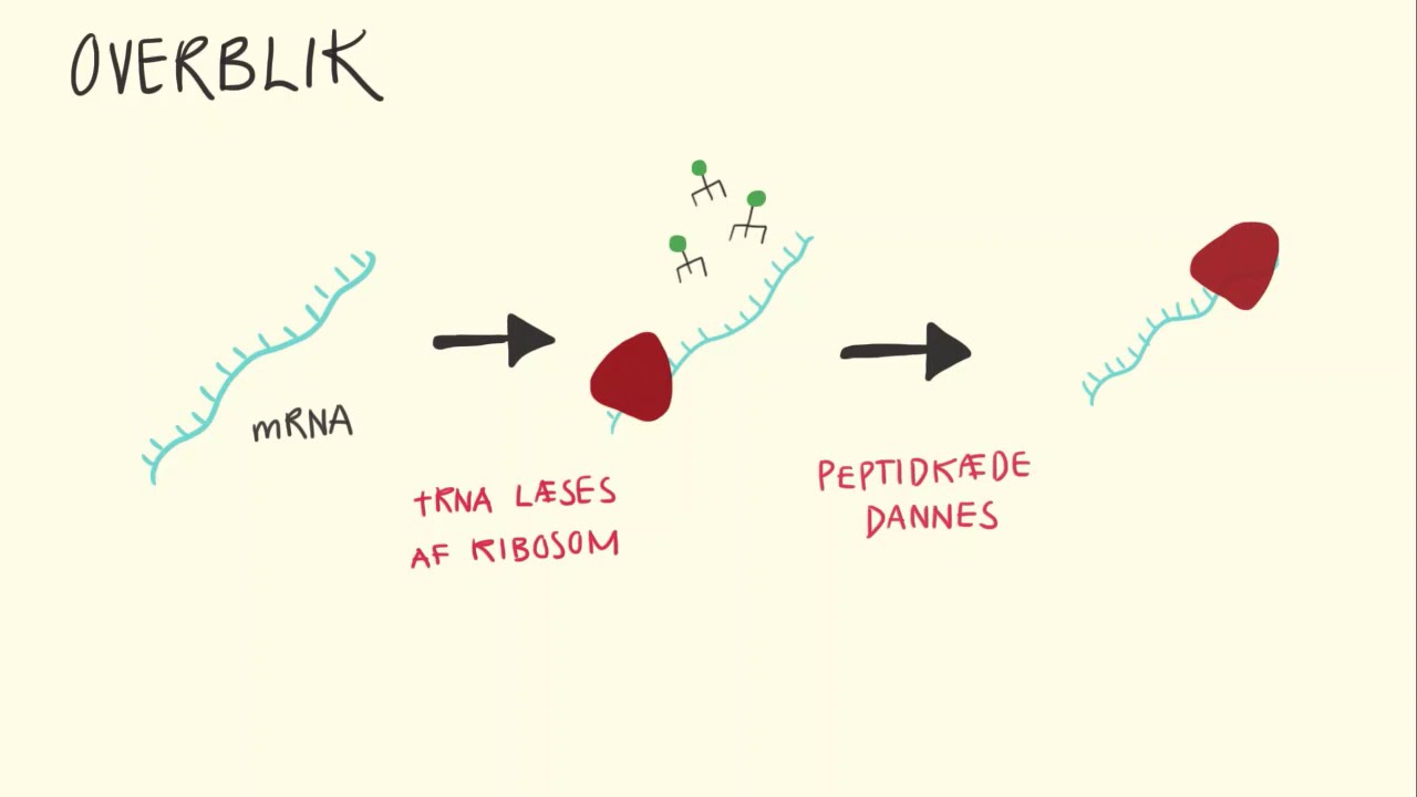 Genetik og molekylærbiologi - Translation | Biotech Academy