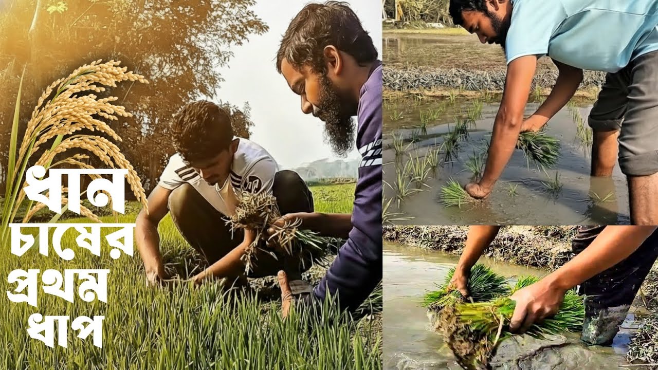 গ্রাম বাংলার কৃষকের পরিশ্রম 🌾ধান চাষের সম্পূর্ণ ভিডিও | Seed to Field | #villagefarmer #villagevlog 