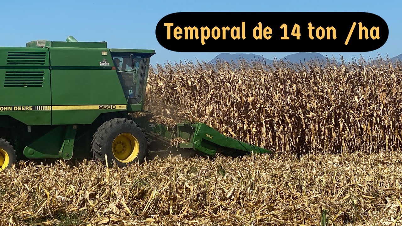 Cosechando y evaluando híbridos de maíz  pre comerciales en el campo. Cultivo de maíz temporada 2020