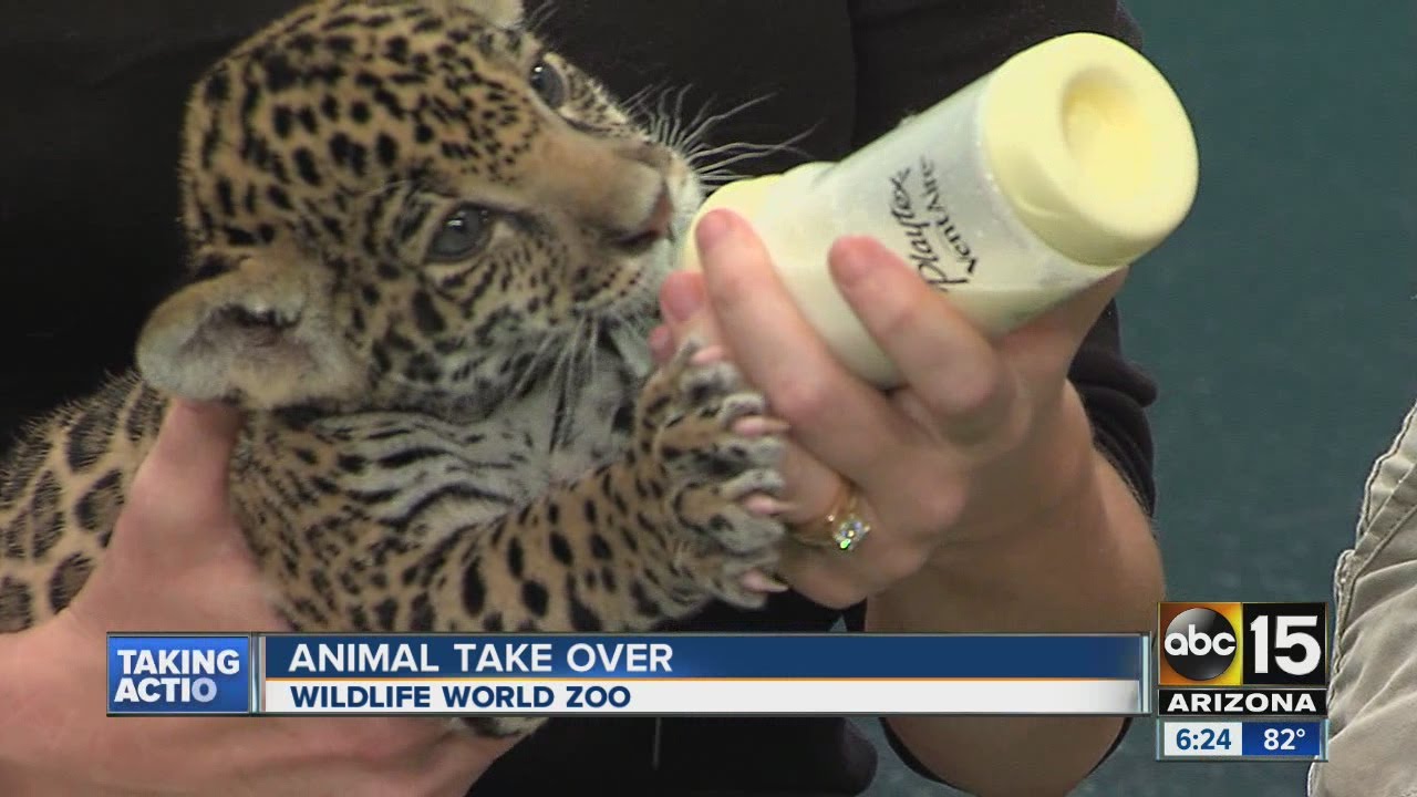 Wildlife World Zoo debuts adorable jaguar cubs