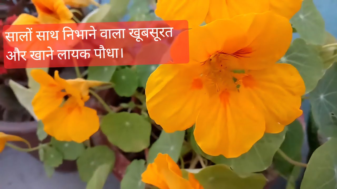 Nustertium:Easy,edible, kid friendly winter flowering plant