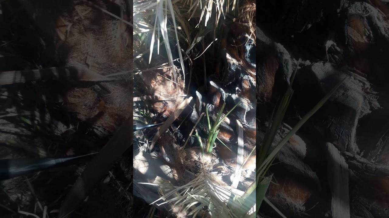 عملية فصل فسائل النخيل الصغيره عن امهاتها بأحد المزارع