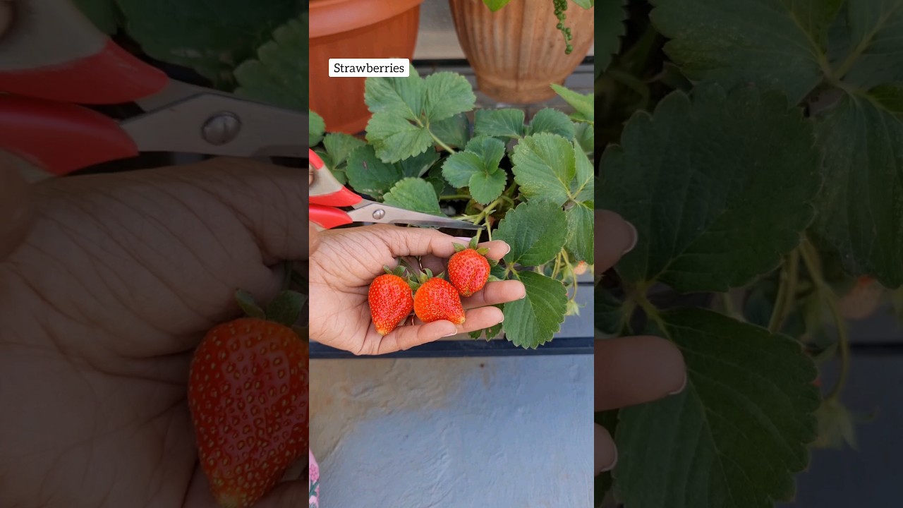 Fruit Harvest from My Terrace Garden🥰 #terracegarden #fruit #shorts