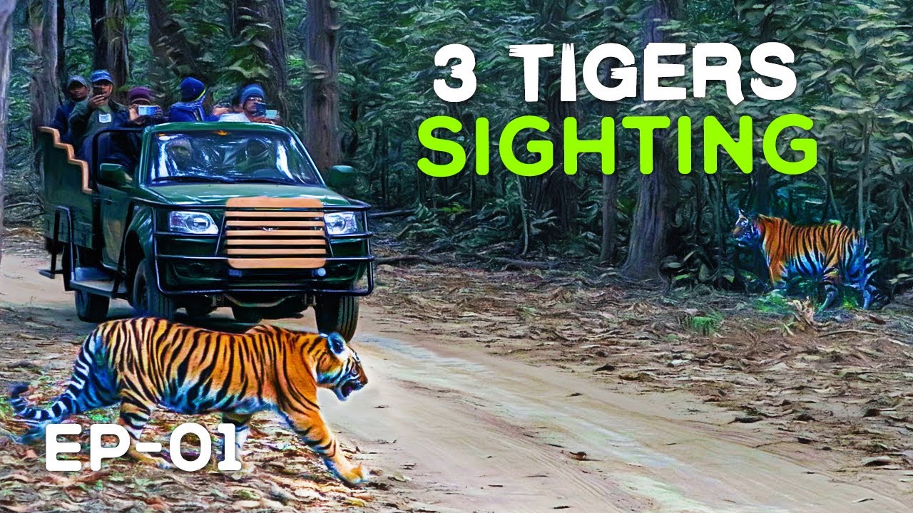 (Day 1) Kanha National Park - Mukki Gate Tiger Safari - (MV3, Mahavir 3) 4K Video Hindi | हिन्दी