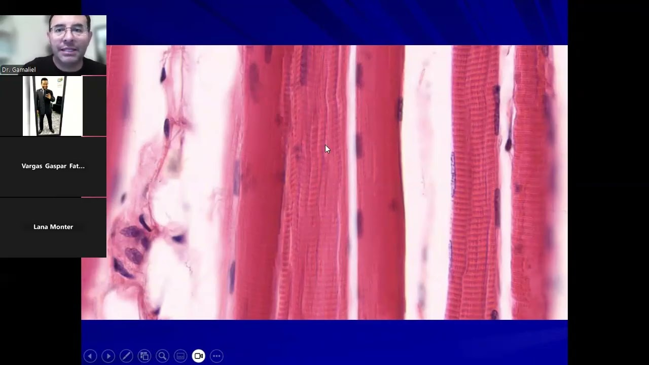 Tejido muscular y nervioso