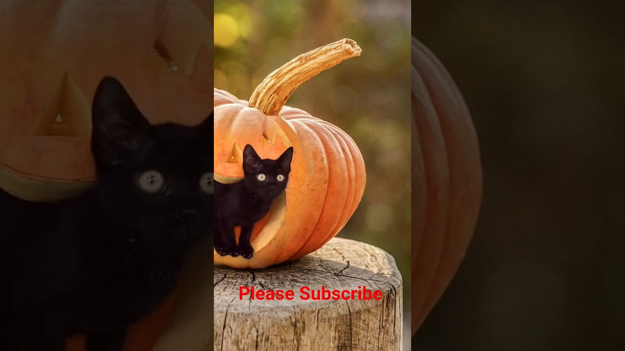 Cute & Funny Cat. Please Subscribe