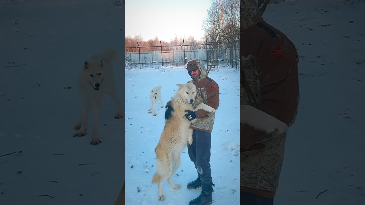 Канадский Волк МУРОМ 🧡 сын АКЕЛЫ 🖤 #wolf